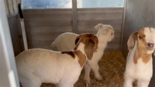 Some of our little cross breds! | Bentley Bros. Farms