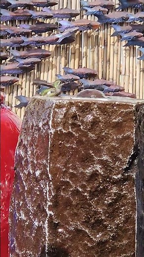 Hummingbird taking a bath
