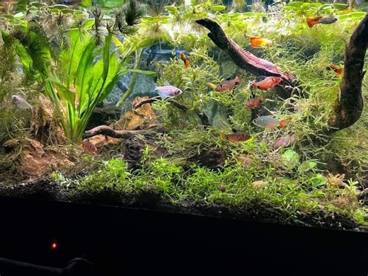 Fresh Water & aquarium fish | A female koi angelfish i bred | Facebook