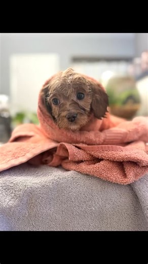 Our Toy Story trio—Woody, Buzz, and Jessie—started their 6 week milestone with a “Spa Day”! 🛁🐾 We are big believers in early socialization, and that includes getting used to all the sights and sounds of grooming. 🫧nice warm bath & blow dry ✂️face, feet & fanny trim (first time feeling the clippers!) 🖌️brush, brush, brush 💅trim up those nails These sweet puppies are all reserved. #Cavapoo #ApricotRootsDoodles #PuppySocialization #6WeeksOld #PuppyLove | Apricot Roots Doodles
