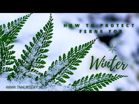 HOW TO PROTECT FERNS FOR WINTER - TN NURSERY