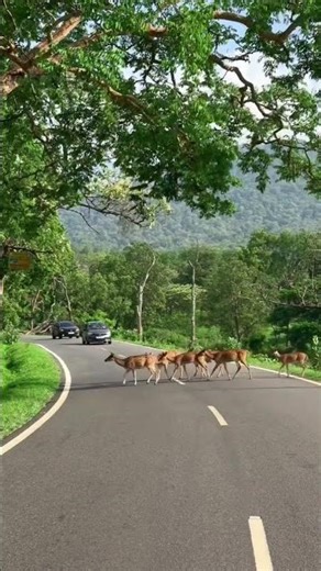 இந்த மான் சொந்தமான்🌟✨🔥✨🌟#shorts#shortsfeed#viral #reels#amman#minivlog #love#music#village#travel