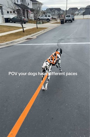Dogs with Different Energies: Jet vs. Lou