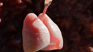 Human Respiratory System Lungs Anatomy Animation Stock Footage Video (100% Royalty-free) 3708040669 | Shutterstock