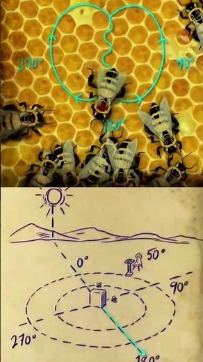 Decode dance of Bee, मधुमक्खियों के डांस का रहस्य, code decode, Dance of bee, Dance code, Mystery