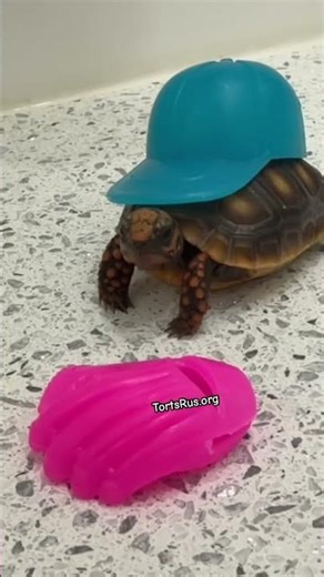 Tiny Redfoot Tortoise Plays Baseball