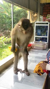 Jason Tap Feet Shy To Prevent Mom Check Teeth | Monkey Jason