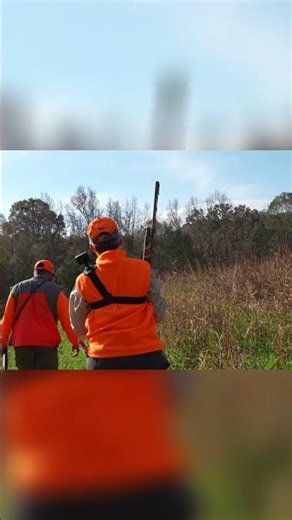 Bird Dogs Doing Work #birdhunting #huntingdogs #uplandhunting