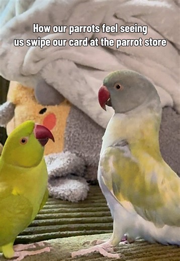 Understanding Parrot Behavior at the Pet Store