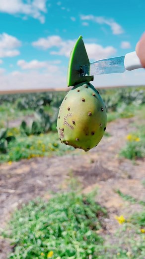 Exploring Edible Cacti: A Unique Culinary Experience