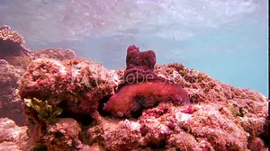 red octopus (Octopus cyanea) sits on a rock and cleans its tentacles eyes, Indian Ocean, Hikkaduwa, Sri Lanka, South Asia