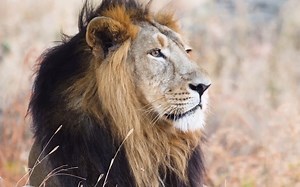 Fall of Civilization - 8. The Sumerians - Fall of the First Cities