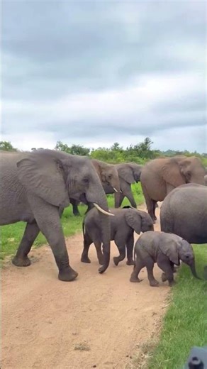 Elephants live freely in the wild #elephant #shorts #wildlife #youtubeshorts