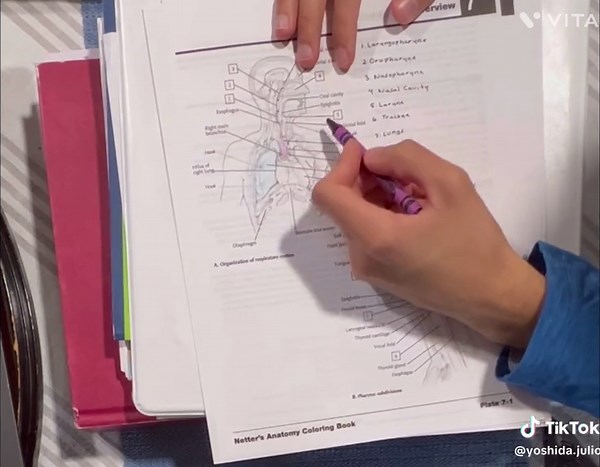 Netters anatomy respiratory system page
