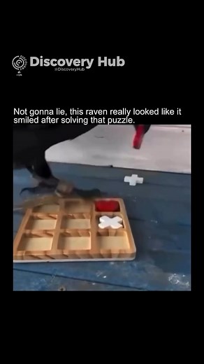 Ravens rank among the most intelligent birds in the world, displaying skills that rival even primates. Studies show they can plan for the future, use tools, and understand the value of trade—often saving objects they know can be exchanged for food later. In the wild, these clever birds cooperate in hunts, hide food in secret stashes, and even trick rivals to guard their treasures. Their intelligence extends to social awareness, too: ravens can recognize individual human faces and remember how ea