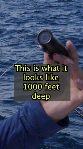 Fishing 1000 Feet Deep: Black Belly Rose Fish Caught