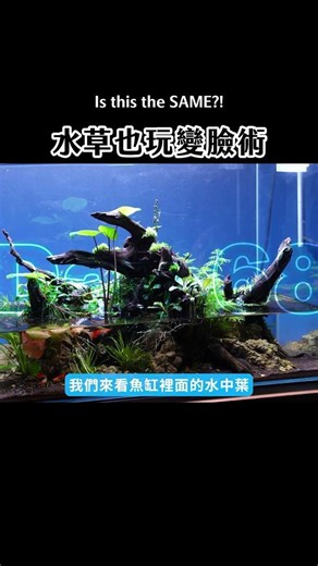 這是同一株嗎？水草「變臉」實錄，認不出來別驚訝！