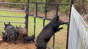 498K views · 6K reactions | A massive hog removal operation unfolds as 28 wild hogs are captured from a carefully managed deer hunting property! Precision, strategy, and sheer persistence are key in this intense wildlife challenge. #WildHogs #HogTrapping #DeerHunting | Ellen Roman | Facebook