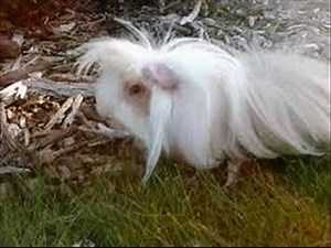 Guinea Pig for Sale; Get Your Best Guinea Pig for Sale