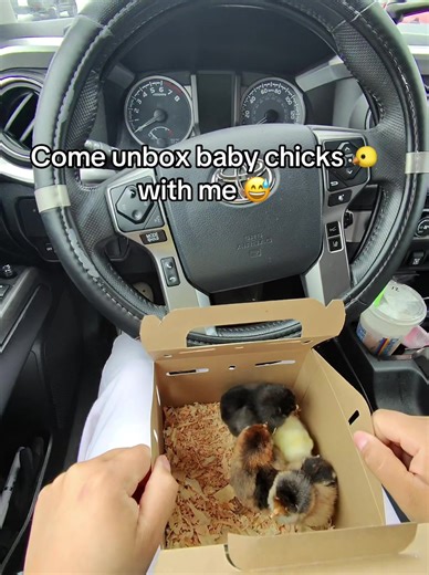 Baby chick 🐤 #ranch&home #tricities #pascowa #farmlife #babychickens | chickens