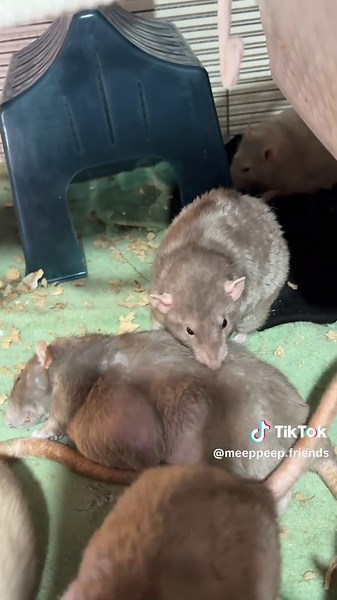 How rats handle death and grief and what to do as a pet owner. #rats #petcare #ratsoftiktok #ratcare #animallover