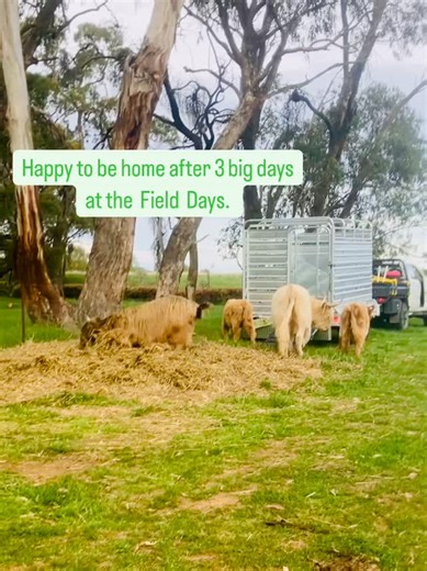 Springside Highlands on Reels