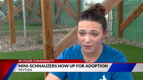 Mini-Schnauzers now up for adoption following rescue
