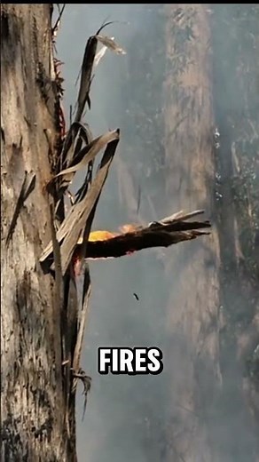 This Bird Spreads Wildfires to Hunt Its Prey #firehawk #birds #animals