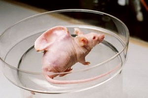 Japan approves the first experiments with human-animal embryos in order to produce organs for transplants
