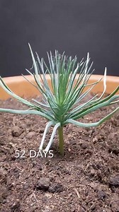 ‏ثلاثمئة يوم على زراعة بذرة شجرة الصنوبر. ‏ | الجمعية الليبية لحماية الحياة البرية The Libyan Wildlife Trust