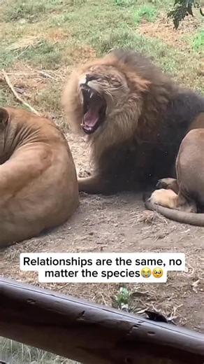 136K views · 1.2K reactions | Even in the wild, lions are a powerful...