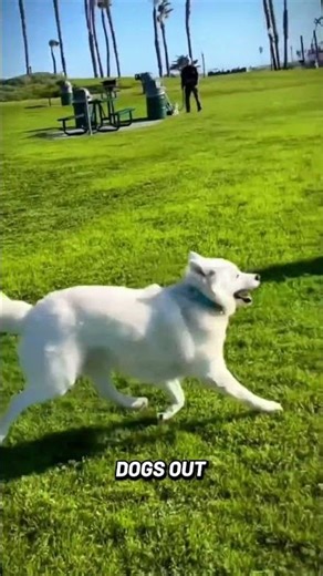 “Cats & Dogs Gone Wild! Cutest Zoomie Moments Ever 🐶🐱” #funny #animals #shorts