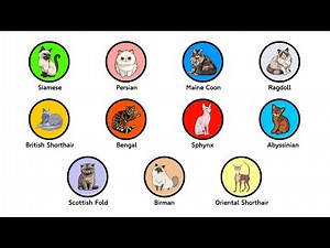 Every Major Cat Breed Explained in 18 minutes