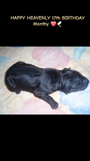 95 reactions · 3 comments | Krásných 17 do nebíčka Montíčku ❤️ #thairidgeback #thajskyridgeback #thailandridgeback #imissyou #heavenlybirthday #forever #neverforget #someoneyouloved #angel #doglover #dog #pespritelcloveka #bestfriend | Erik Vlček | Facebook