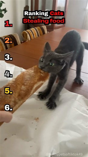 Ranking CATS STEALING FOOD🐈🥷#shorts