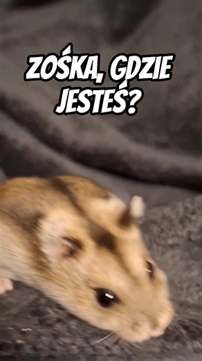 Zośka, where are you?🐹#hamster #chomik #shorts