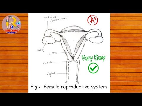 How to draw female reproductive system | Step by step easily | Class 10 biology diagram | #biology