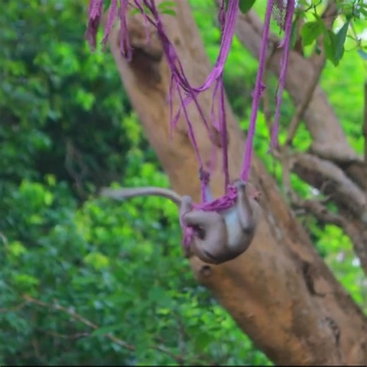 Very Sad! Emotional scene shows Leo the monkey’s painful behavior after falling from a tall tree. | Monkey families