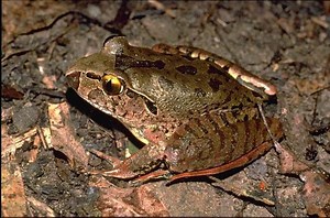 Giant barred frog - Alchetron, The Free Social Encyclopedia