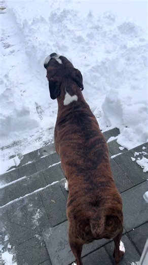 Always here to help #dogsoftiktok #funnyvideos #singingdog #boxerdog | dogs