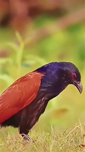 Beautiful Sounds of Animals in Nature: A Soothing Experience