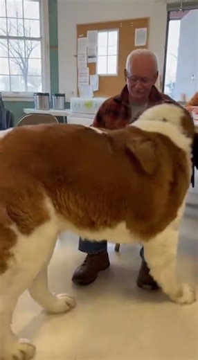 A Giant Hug From a Big Heart! 🐾❤️ #SaintBernard #BigDogLove #WholesomeMoments #GentleGiant
