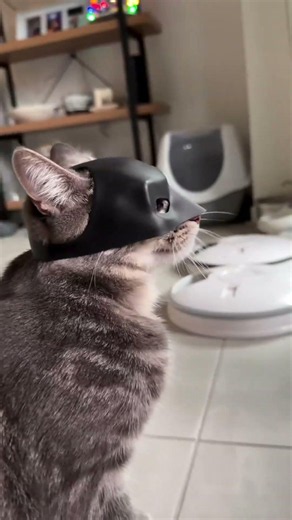 🦇🐾 Quando o “Bat Cat” aparece… ninguém entende nada 👀#Pituco #DogPOV #Pets #Cachorro #Engraçado