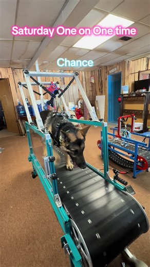 3shepherdsandme (@3shepherdsandme)’s video of one time justin bieber