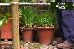 How to holiday-proof your garden