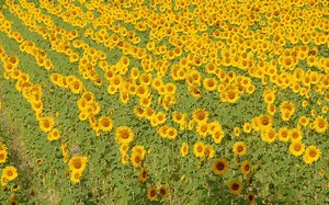 Tropismo: qué es, concepto, tipos y ejemplos