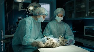 Veterinary doctor and nurse shaving cats belly in operation room. Female surgeons preparing animal for surgery in modern vet clinic. Vet specialists wearing medical uniform and masks. Pet health care