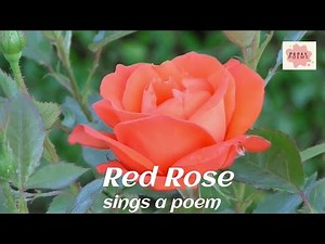 Red Rose Poem: Best red rose nursery rhyme song video for kids #redrose #rose #perkypoems