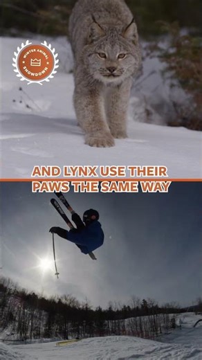 Lynx vs Skiers: Who’s Faster Down the Snowy Slalom?