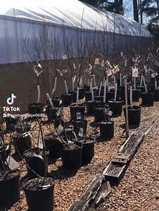 16 reactions | We have a gorgeous selection of fruit trees in stock.  Call (757)463-0685 for the list of our selection. They go fast, so stop in or call now! | London Bridge Greenhouses & Nursery | Facebook